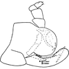 Pygofer, lateral view: Pygofer, lateral view. (Observation).