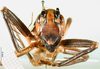 CollectionObject 1501684; 04465ce6-91b5-441c-960f-0fa3d9a5de98: male, lateral view (lectotype). (CollectionObject).