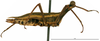 CollectionObject 1581855; d9dd3385-e52f-4cab-9ffb-828adf171e71: female, lateral view (paratype). (CollectionObject).