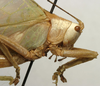 CollectionObject 1535115; 6df839bb-63e1-4e75-ad3c-6b3d48209e06: female pronotum, lateral view (lectotype). (CollectionObject).