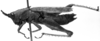 CollectionObject 1524861; 07750dcb-4b78-4a54-8f42-e7d755288f0e: Image Carbonell, C.S. female, lateral view (holotype). (CollectionObject).