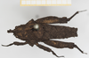 CollectionObject 1518003; 969a20d0-6a85-400f-8991-264c48885119, NHMUK10924396: female, dorsal view (holotype). (CollectionObject).