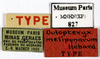 CollectionObject 1553245; MNHN(SF IMPORT DUPLICATE) MNHN-EP-EP827, 3ea15977-e86c-431f-8cf0-2425ea85e123: CC BY-NC-ND 4.0/MNHN - Depraetere Marion - 2014. Holotype, male, of meliponarum Hebard, 1921. Specimen number: MNHN-EP-EP827. http://coldb.mnhn.fr/catalognumber/mnhn/ep/ep827. (CollectionObject).