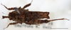 Misythus cristicornis (Walker, 1871): male, dorsal view (Mount Makiling, UPLMNH, scale bar: 5 mm). (Otu).
