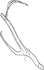 Aedeagus, lateral view on Dialecticopteryx (Akotettix) centromaculata (Ramakrishnan & Menon, 1972): Aedeagus, lateral view. (Observation).