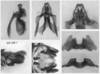 Melanoplus digitifer Hebard, 1936: male genitalia. (Otu).