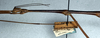 CollectionObject 1561606; NMW 327, 34346e12-c7c0-4552-b63f-c73c02b33c97: copyright NMW, Vienna. male: head and thorax, lateral view (holotype). (CollectionObject).
