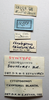 CollectionObject 1595758; 70b69e45-7e8f-4ce2-b765-e4c66010bb2b: labels (syntype of Chrotogonus saussurei). (CollectionObject).