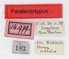 CollectionObject 1557776; db09e5e6-a031-42c2-8b75-5c488b61d0ea: copyright NMW. male, data labels (syntype). (CollectionObject).;CollectionObject 1557777; 022a4bd5-75b3-4878-9016-fc44d8d98d1b: copyright NMW. male, data labels (syntype). (CollectionObject).