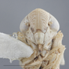 Head on Athysanella (Gladionura) andyi Blocker & Johnson, 1990: Head. (Observation).
