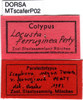 labels (paralectotype of Scaphura ferruginea). Depicts CollectionObject 1521427; 9b3ecffe-7826-4b4f-ac76-4c532f1995a5, a CollectionObject.