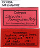 CollectionObject 1521427; 9b3ecffe-7826-4b4f-ac76-4c532f1995a5: labels (paralectotype of Scaphura ferruginea). (CollectionObject).