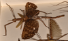 CollectionObject 1562320; 512ec891-ed0b-40be-a603-57135b9564e5: copyright OUMNH. female, lateral view of Acrophylla enceladus (syntype). (CollectionObject).;CollectionObject 1562321; a0fe8cae-f149-464f-8193-36e5eba2400e: copyright OUMNH. female, lateral view of Acrophylla enceladus (syntype). (CollectionObject).