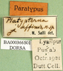 CollectionObject 1591736; 8a119bfe-1bf4-4c65-b2aa-c122240e7a65: labels (paratype of Platypterna affinis). (CollectionObject).