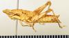 CollectionObject 1571062; c3cc1733-ef20-4369-9f7e-86c328d80094: female, lateral view (paratype). (CollectionObject).