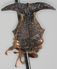 Head on Bulbauchenia rugosa (Funkhouser, 1927): (Observation).