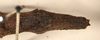 CollectionObject 1561824; 569f556d-3e0e-4df9-a2b3-4085e5ec0233: copyright OUMNH. female: end of abdomen, dorsal view Ceroys rabdota (holotype). (CollectionObject).
