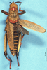 CollectionObject 1507055; d9ec454c-9931-4c16-b4f7-1cbb02ae53c3: male, dorsal view (holotype). (CollectionObject).