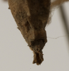 CollectionObject 1529782; e6e9efe8-86bf-4b39-b878-b7bec5229d88: female cerci (holotype). (CollectionObject).