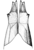 Scotussa lemniscata (Stål, 1861): ovipositor valves, ventral view. (Otu).