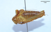CollectionObject 1476024; 8a539a44-78d1-457b-b2b4-00912d14b913: male, lateral view. (CollectionObject).