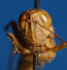 CollectionObject 1594290; c6d00e33-e93a-48b2-9a46-d0b74cd12515: female, frontal view (paratype). (CollectionObject).