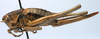 CollectionObject 1517224; 8fe2a923-e646-4df0-9948-1ca0383e52b4: female, lateral view (holotype). (CollectionObject).
