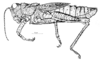 Pachyossa signata Rehn, 1913: Fig. 1. male habitus. (Otu).