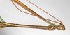 CollectionObject 1558047; 18ad1de7-83f6-4a08-a4b5-7a13d992cd31: copyright ZMHB, Berlin. male: head & thorax, lateral view (syntype). (CollectionObject).;CollectionObject 1558048; ec519d3d-276b-4cc7-b1c8-1737c64766b4: copyright ZMHB, Berlin. male: head & thorax, lateral view (syntype). (CollectionObject).