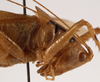 CollectionObject 1534476; d6db73e6-d256-4476-9255-700965bd9e6a: male pronotum, lateral view (syntype). (CollectionObject).