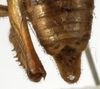 CollectionObject 1529711; 495844eb-7627-450b-831b-c49813163b88: male abdomen tip, dorsal view (holotype). (CollectionObject).