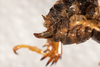 CollectionObject 1532484; d5bf0df3-3594-4eaf-923b-15ef81833a40: female, lateral view (holotype). (CollectionObject).