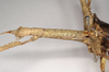 CollectionObject 1560498; 9f6255ae-b881-457f-b808-5bda1a544370, NHMUK(SF IMPORT DUPLICATE) 845029-845030: copyright Natural History Museum, London. female: head and thorax, lateral view (syntype). (CollectionObject).