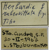 female, labels (holotype of Herbardius rubrovittatus). Depicts CollectionObject 1542799; 02d5fd6d-6d5e-4e65-969d-db528b75f575, a CollectionObject.