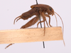CollectionObject 1542387; bee56be2-4a9d-4c72-a43f-f01a6d087462, CNMS 5511: male, lateral view (holotype). (CollectionObject).