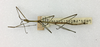 CollectionObject 1559644; 11057412-5713-447a-9f6b-f80b885c6c12: copyright ETHZ. male, dorsal view (syntype). (CollectionObject).