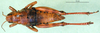 CollectionObject 1502770; 5a974037-a247-4cef-9507-a826e41051d5: female, dorsal view (paratype). (CollectionObject).