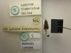 CollectionObject 1593438; 87e128ce-f5fe-4606-a2c7-b1e6eaf2fdf7: Lygaeus fimbriatus. Paralectotype. (BMNH) - (CC BY-NC 4.0) Photo by Stuart Cole, reproduced with permission from the Natural History Museum, London, UK. (CollectionObject).