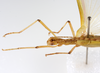 CollectionObject 1557078; 7d593be2-8f29-41e0-892b-a6f32695b1e4: copyright ZMUH, Hamburg. female: head & thorax, lateral view (holotype). (CollectionObject).