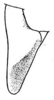 Conocephalus (Anisoptera) saltator (Saussure, 1859): Pl. XXIII, Fig. 22. dorsal outline of male cercus (more robust condition). (Otu).