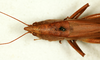 CollectionObject 1592173; 56eb4e3f-528e-48dd-baa5-2544af2acbcf: female, dorsal view (syntype). (CollectionObject).
