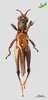 CollectionObject 2243691; Unioeste Cascavel K-0621, 920b9bf9-983a-4e54-b04a-10727b866356: Male, ventral view. (CollectionObject).