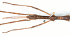 CollectionObject 1559914; ce5a0647-7815-4250-8099-b51abe49e650: copyright MNHN, Paris. male: head & thorax, dorsal view (holotype). (CollectionObject).