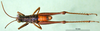CollectionObject 1566286; 4fbf7cc6-2617-499e-bc7b-668c9088e2dc: male, dorsal view (paratype). (CollectionObject).