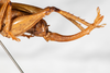 CollectionObject 1531226; eefeb7d3-fd8a-457c-964c-20920b922997: female, lateral view (holotype). (CollectionObject).