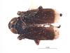 Habitus, dorsal view on Brevolidia aequalis Nielson, 1982: (Observation).