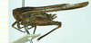 CollectionObject 1587048; 37c825fe-5e1c-48fe-b8dd-6d92cee14042, NHMUK010924782: female, lateral view (paralectotype). (CollectionObject).