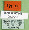 CollectionObject 1501525; e990ebdb-a426-48cb-8705-f1265391006a, DORSA BA000387S01: labels (holotype). (CollectionObject).