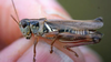 Melanoplus borealis (Fieber, 1853): male. (Otu).