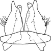 Subgenital plate, ventral view on Bretega declispiverpa Stiller, 2017: Pygofer ventral appendages, ventral view. (Observation).